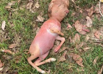 Теля-мутант з людською головою виявили селяни