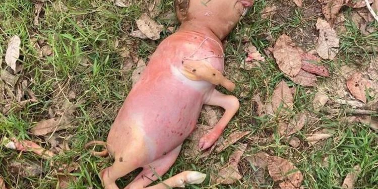 Теля-мутант з людською головою виявили селяни