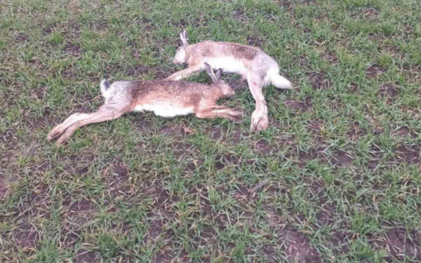 Загибель зайців на Тернопільщині: поліція перевіряє обставини