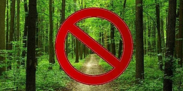 На Тернопільщині заборонили відвідування лісів, проте не завжди