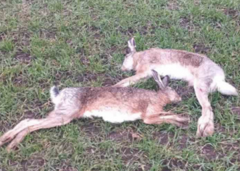 Загибель зайців на Тернопільщині: поліція перевіряє обставини