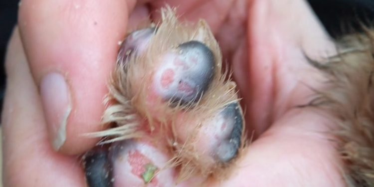 Цуценятам, які постраждали від атаки дронів на Тернопільщину потрібна допомога