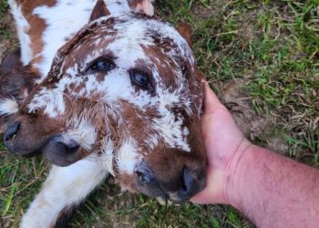 Теля, яке народилося двома обличчями, вже живе 10 днів