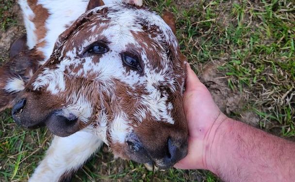 Теля, яке народилося двома обличчями, вже живе 10 днів