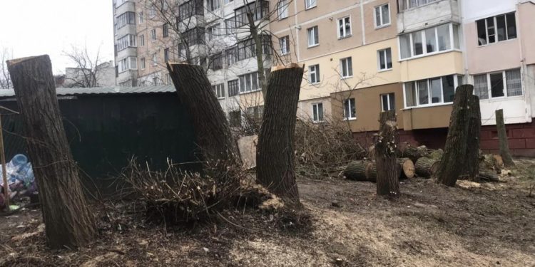 У Тернополі голова ОСББ пошкодив дерева