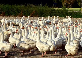 В Україні вирощувати гусей економічно невигідно