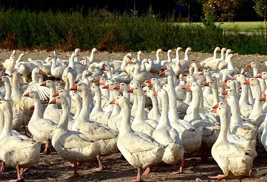 В Україні вирощувати гусей економічно невигідно