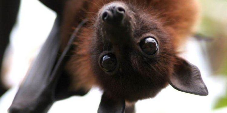 У Харкові випустили в природу три тисячі кажанів