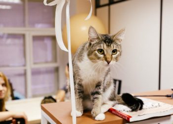 У Тернополі відкриють КОТОКАФЕ