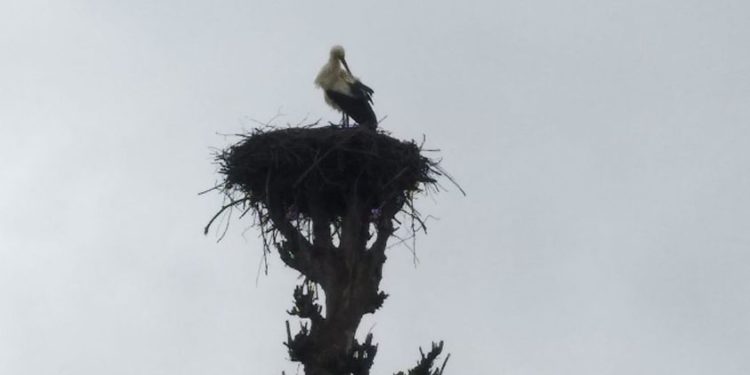 До тернопільського співака Володимира Вермінського повернувся лелека
