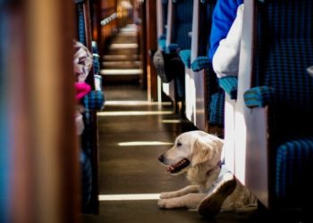 Після інциденту з військовим собакою Укрзалізниця разом із UAnimals напрацюють оновлені правила перевезення тварин у поїздах
