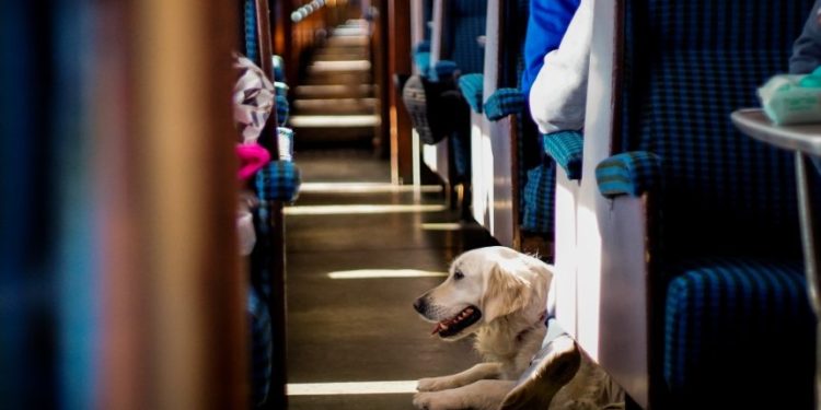 Після інциденту з військовим собакою Укрзалізниця разом із UAnimals напрацюють оновлені правила перевезення тварин у поїздах