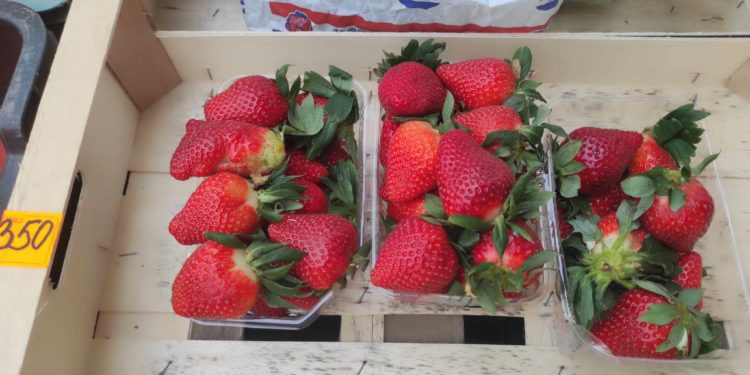 На Тернопільщині почали збирати полуницю