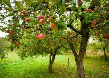Збільшено розмір гранту для садівників та виноградарів