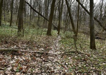 В Тернополі затримали ґвалтівника та грабіжника