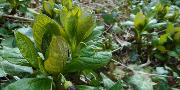 У заповіднику на Тернопільщині розквітло галасове зілля