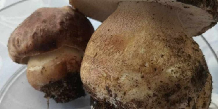 Гриби. Фото з мережі