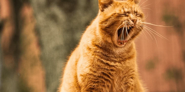 На Тернопільщині жінки заразилися сказом від домашнього улюбленця