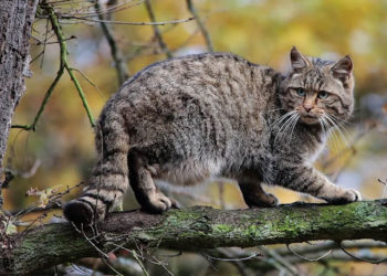 На Тернопільщині зафіксували рідкісного кота лісового – прямого предка сучасного домашнього улюбленця