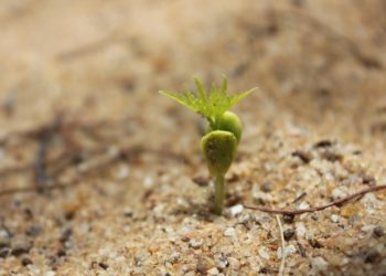 Органічні добрива: що обрати для родючого саду?
