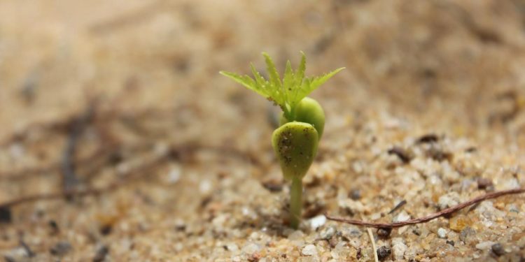 Органічні добрива: що обрати для родючого саду?