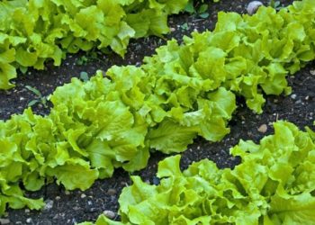 Чому салат виростає гірким, та як цього уникнути