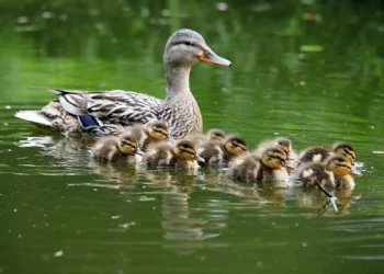 Самовільно викопав ставок у заказнику на Тернопільщині