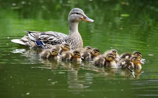 Самовільно викопав ставок у заказнику на Тернопільщині