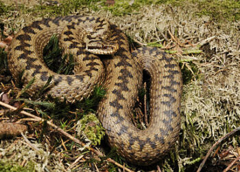 Гадюка звичайна. Фото з Вікіпедії