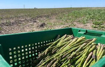 Спаржа. Фото Суспільне Тернопіль