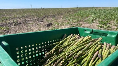 Спаржа. Фото Суспільне Тернопіль