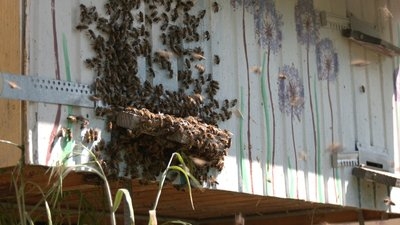 Бджоли. Фото Суспільне. Тернопіль