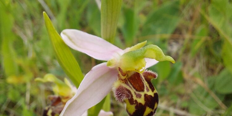 Фото Галини Оліяр, Галини Баранчук