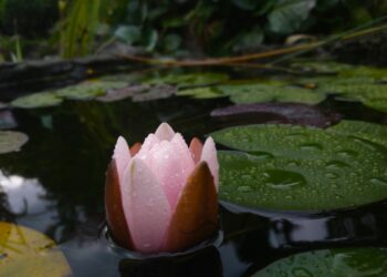 Фото зі сторінки ботсаду