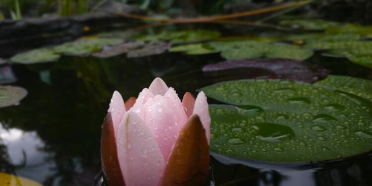 Фото зі сторінки ботсаду