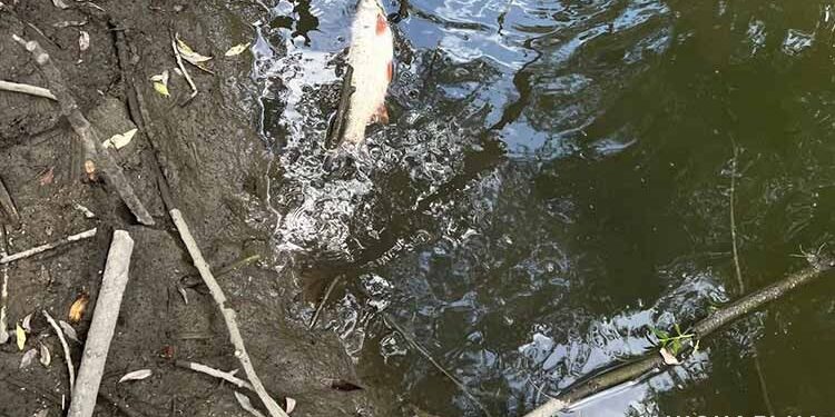 Фото Нацполіції