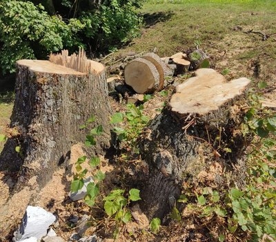 Зрізані липи. Фото facebook.com/ternopildei