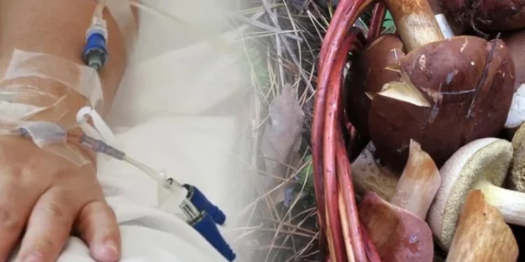 Отруєння грибами. Колаж bigkyiv