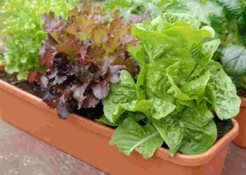 Росли на підвіконні. Зелень. Ілюстрація