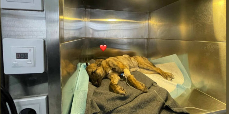 Шкуродери з Тернополя викинули собаку Лейлу з четвертого поверху будинку