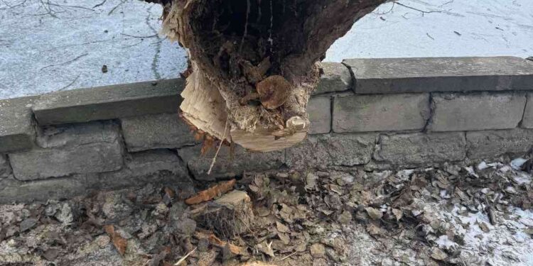 Хто рубає дерева в парках Тернополя