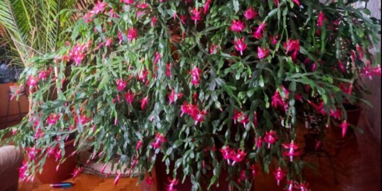 Гігантського різдвяника виростила вдома мешканка Прикарпаття