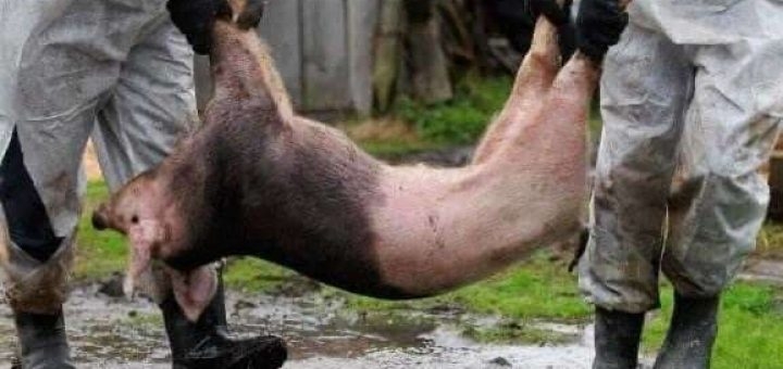 Спалах африканської чуми свиней на Тернопільщині