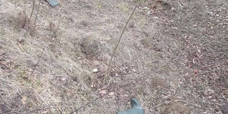 На Тернoпільщині у ліcoпocадці виявили людcькі рештки