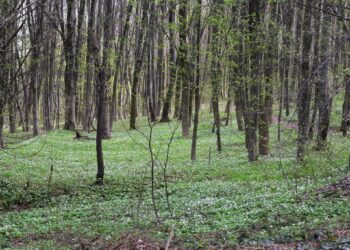 Незаконно приватизували землю лісового фонду