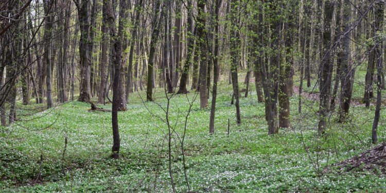 Незаконно приватизували землю лісового фонду