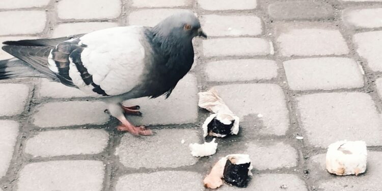 Секрети вибору найсмачніших суші у Тернополі