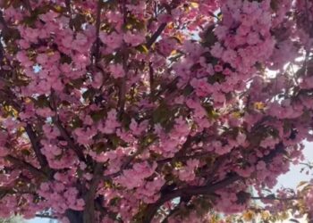 У Збаражі на Тернопільщині розквітли сакури