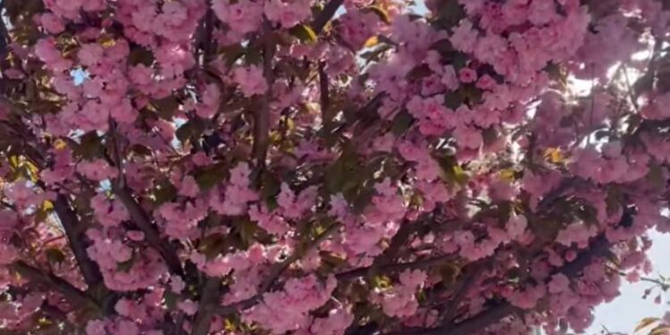 У Збаражі на Тернопільщині розквітли сакури