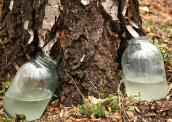 Лісник вимагав хабар за збирання березового соку